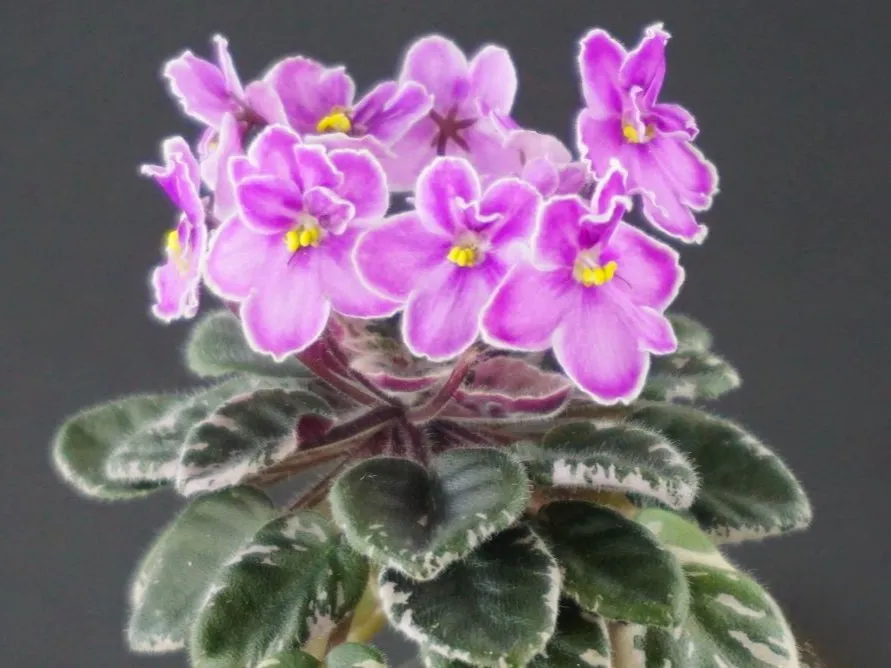 【希少】サイアミーズローズウッド、本紫檀（ほんしたん)、激レア、国内実生 Hortense's Country Rose (H.Pittman) - VioletViol - Home Garden