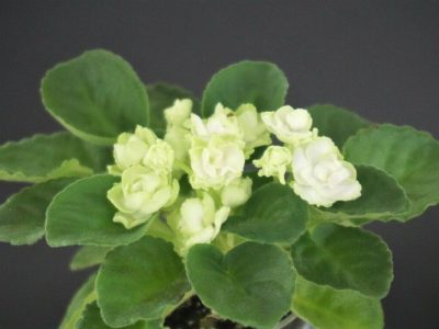 Hunter`s Cabbage Goddess (K.Muzalewski)