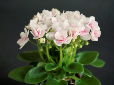 Hunter's Pink Camo (K.Muzalewski)