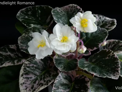 Candlelight Romance(LLG)