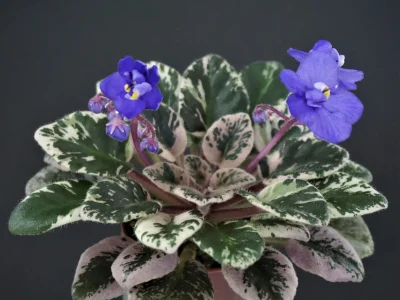 Dean's Bunny Blue (C.Hobbs/H.Hobbs)