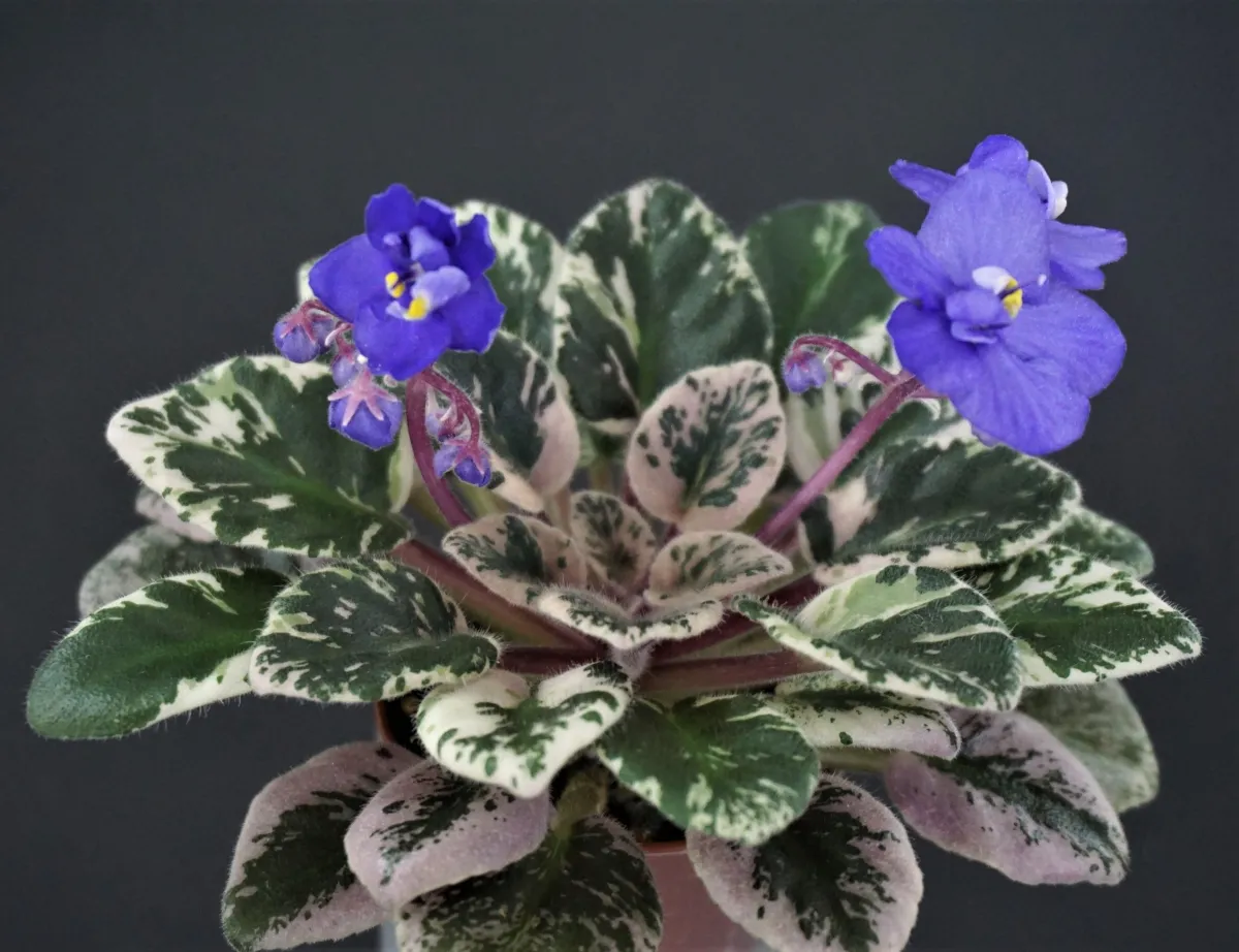 Dean's Bunny Blue (C.Hobbs/H.Hobbs) - VioletViol - Home Garden