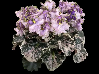 Hunter's Bridled Passion (K.Muzalewski)