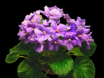 Imp's Spirit Warder (J.Jackson)