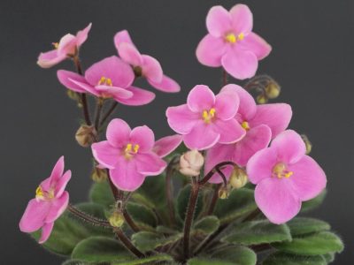 Mac's Sweet Serenity (G.McDonald)