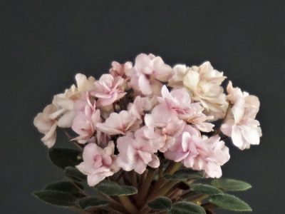 Morgan's Maeve`s Blush  (C.Eros)