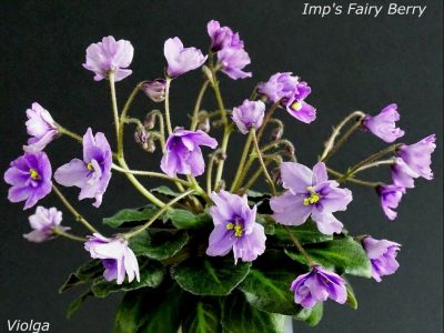 Imp`s Fairy Berry (J.Jackson)