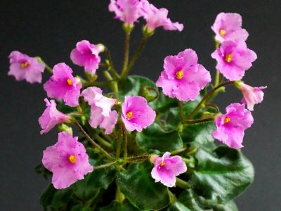 Imp`s Fortuitous Fancy (J.Jackson)