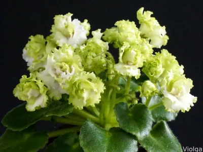 Irish Flirt (S. Sorano)