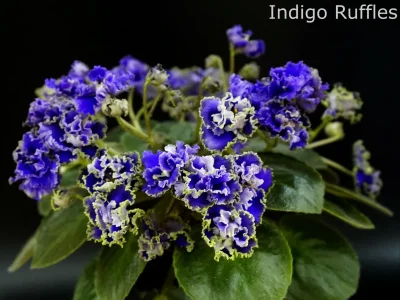 Indigo Ruffles (K. Dean)