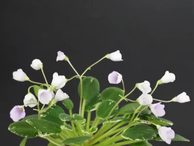 Sky Bells (A. Murphy)