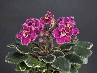 Jolly Frills (H. Pittman)