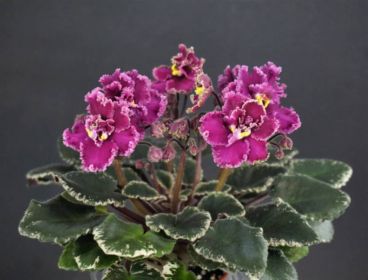 Jolly Frills (H. Pittman) - VioletViol - Home Garden: 1850+