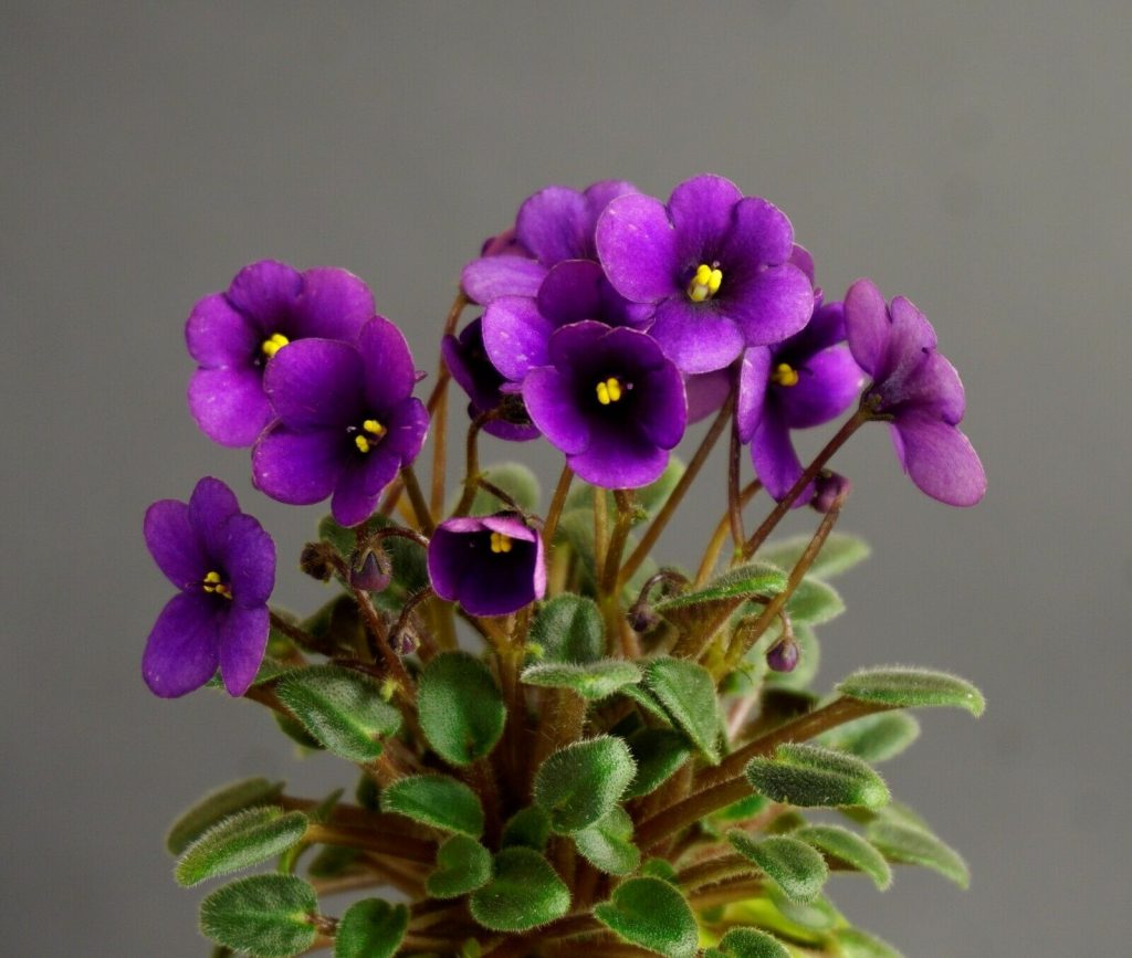 African Violet Jolly Kid