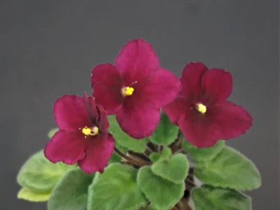 Jolly Mars (H. Pittman)