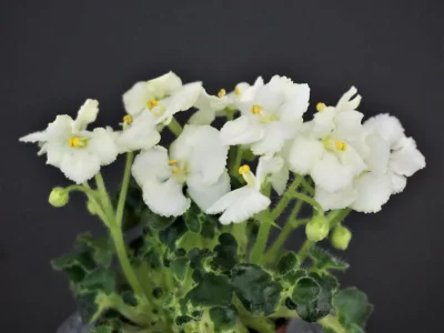 Irish Imp (S.Sorano)