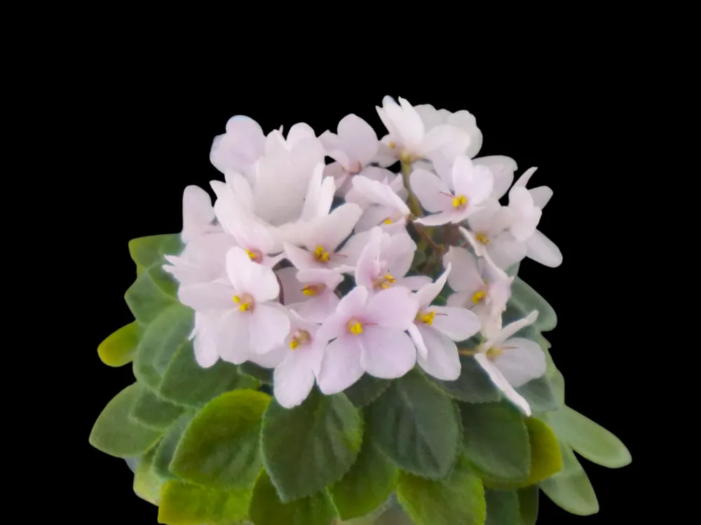 Jersey Jackpot (R. Kurzynski) - VioletViol - Home Garden: 1850+