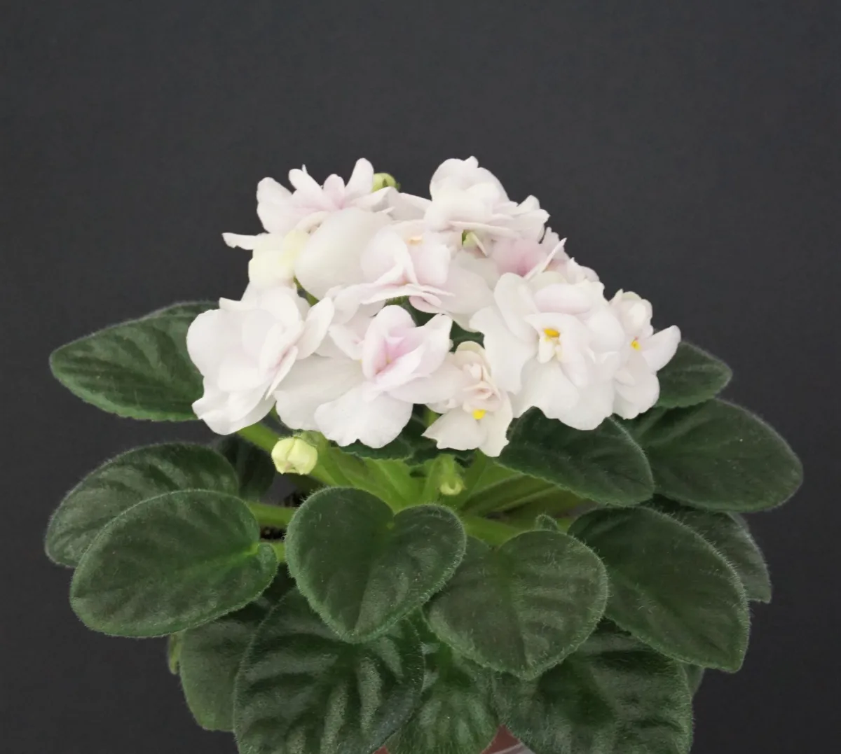 Jolly Wits End (H. Pittman) - VioletViol - Home Garden: 1850+