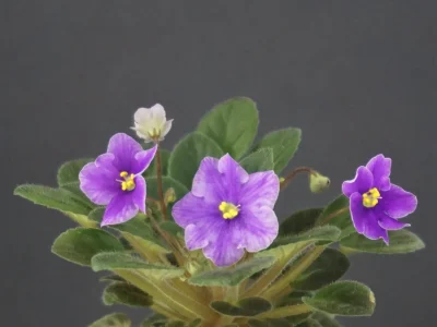 Lavender Rage (H. Pittman)
