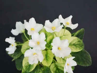 Н-Полнолуние (Н. Бердникова)