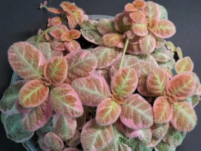 Pink Smoke