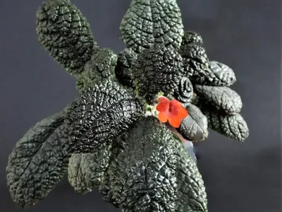 Corrugata
