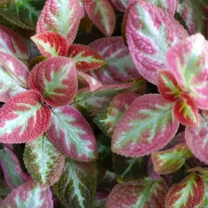Pink Brocade