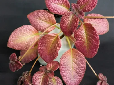 Strawberry Mist
