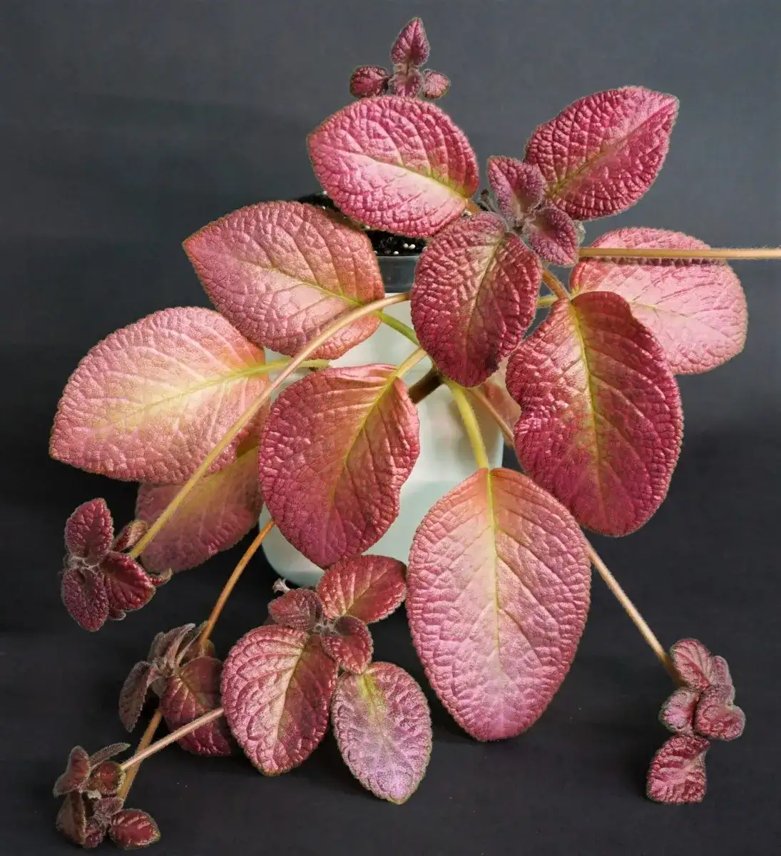 Strawberry Mist