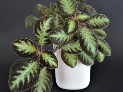 Episcia lilacina Blue Nile