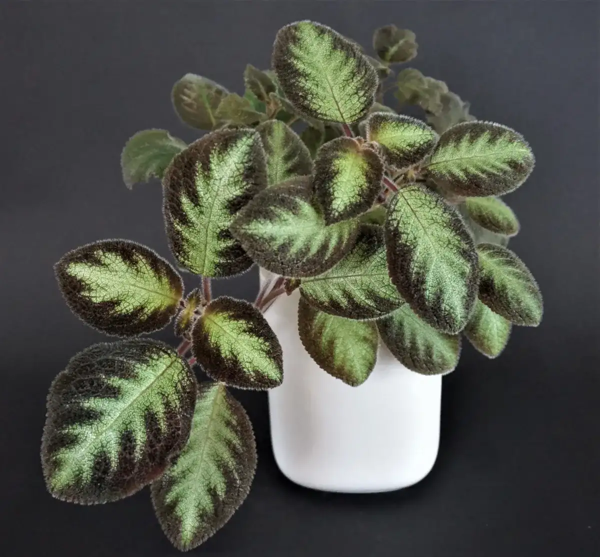 Episcia lilacina Blue Nile