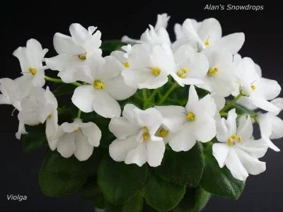 Alan's Snowdrops (A.Murphy)