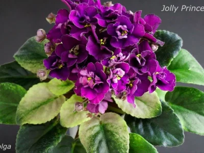 Jolly Prince (H.Pittman)