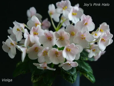 Joy's Pink Halo (D.Hoover)