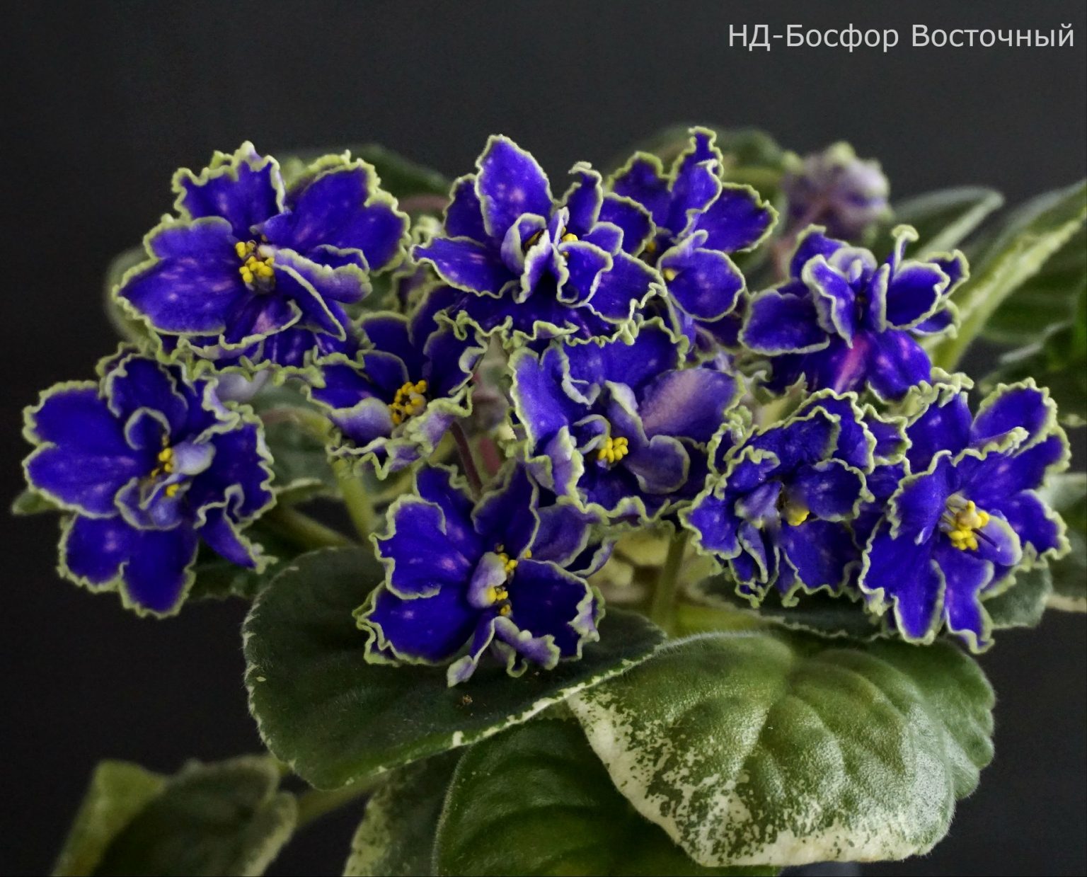 НД-Босфор Восточный (Н.Данилова-Суворова) - VIOLETVIOL PLANTS COLLECTION