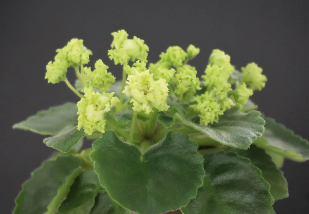 LILA IKÉ SECOND CHANCE クリアグリーンレコード Stream Lila Ike