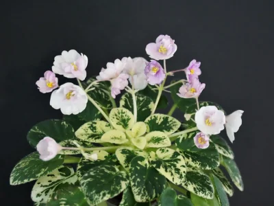Kentucky Baby Bells (D.Rollins)