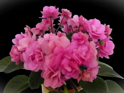 Jolly Gem (H. Pittman)