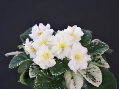 Kentucky Baby Sunshine (D.Rollins)