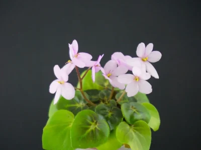 Little Bo Peep (Storytella)