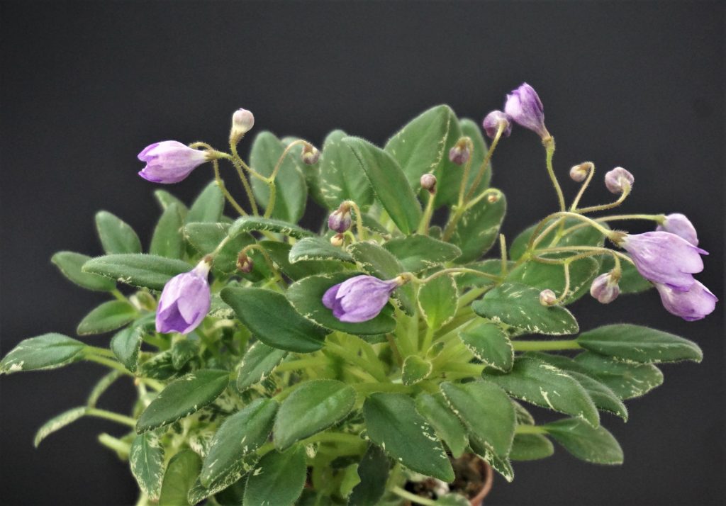 ЛЕ-Шотландский Вереск (Е.Лебецкая) - VIOLETVIOL PLANTS COLLECTION