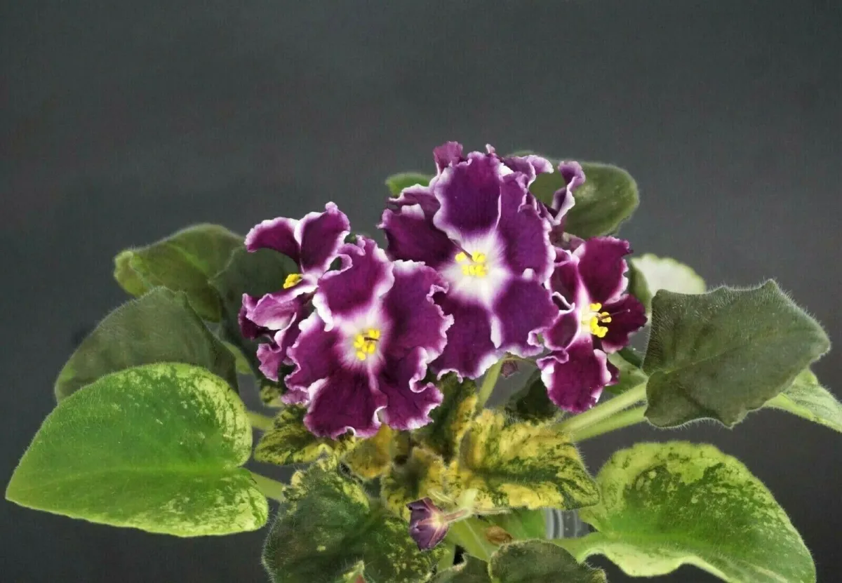 НК-Стежка в Лiто (Н.Козак) - VioletViol - Home Garden: 1850+