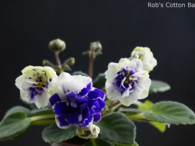 Rob`s Cotton Ball (R. Robinson)