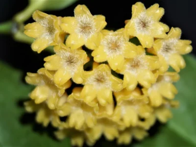 Hoya amicabilis