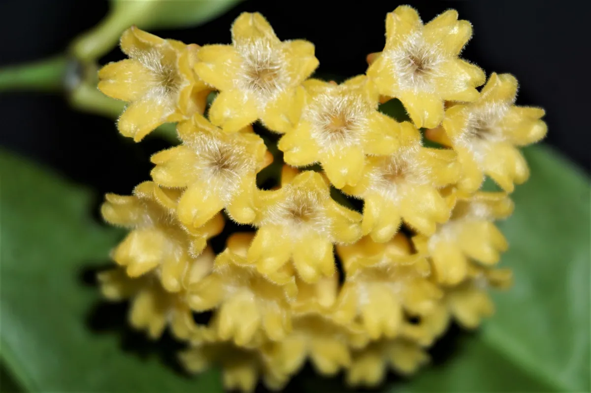 Hoya amicabilis