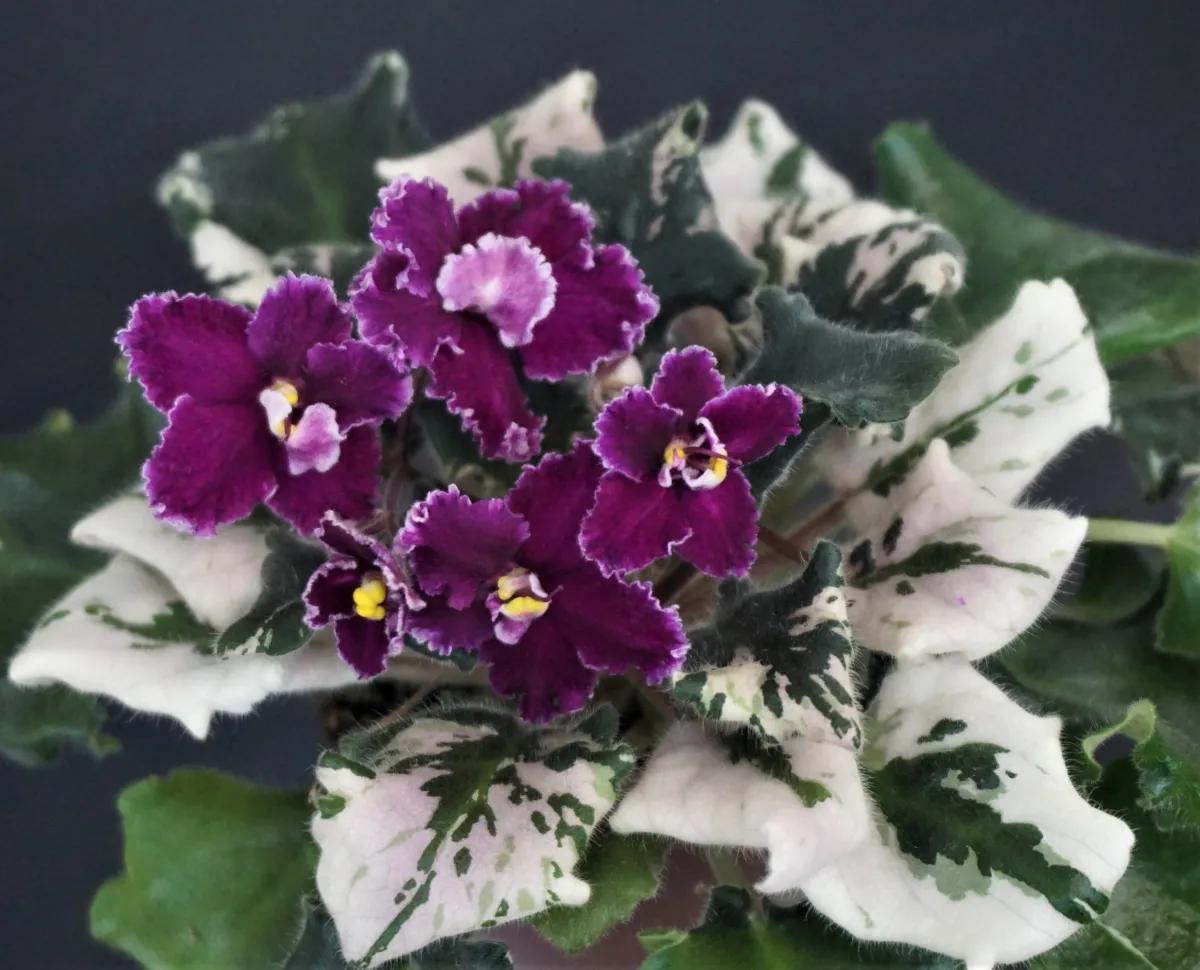 Mac's Sunset Serenade (G.McDonald) - VioletViol - Home Garden