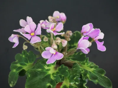 Vi-Lac Rose (I.Viblaya)