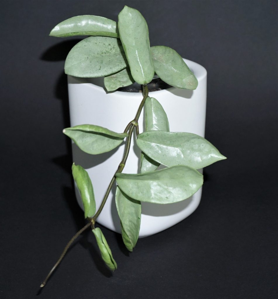 Hoya carnosa Gray Ghost - VIOLETVIOL PLANTS COLLECTION