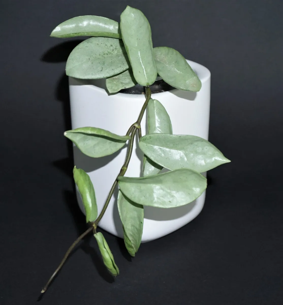 Hoya carnosa Gray Ghost