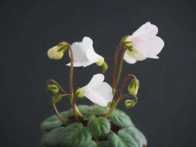 НК-Вітаю! (Н.Козак)